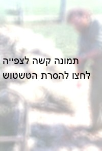 צמר: לא מה שחשבתם