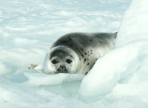 כלב ים שצולם לפני הטבח בשנת 2005. למטה: הטבח במבט מהאוויר. תמונות: Respect for Animals