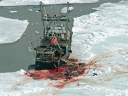 ציד כלבי ים בקנדה