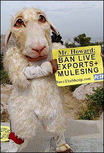 הפגנה נגד ניתוח המיולסינג שמתבצע בכבשים באוסטרליה