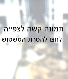גופות של כבשים בתוך בריכה של הפרשות בקורמו אקספרס (Brisbane Independent Media Centre)