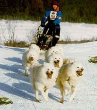 כלבים שעברו ברירה מלאכותית כדי להתאימם לגרירת מזחלות