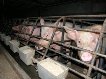 חזירות בכלובי הריון (צילום: (Against Animal Cruelty Tasmania (AACT)