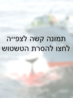 ציד לוויתנים בחופי יפן