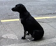 כלב שחור יושב על המדרכה ליד כביש.