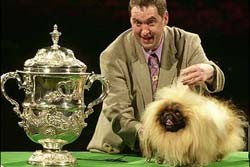 קבלת פרס בתחרות של כלבים גזעיים. במציאות הכלבים בעיקר נפגעים מתחרויות מהסוג הזה