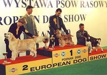 תחרות כלבים גזעיים