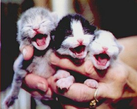 גורי חתולים שננטשו (Cat and Kitten, UK)