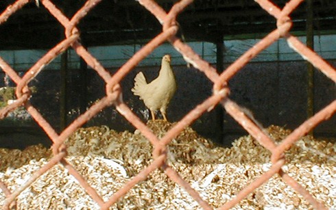 נטישה בתחומי המשק: תרנגולת שיצאה איכשהו מכלוב בתעשיית הביצים, נותרה כלואה בלול מבלי שיש עוד ללולן עניין...