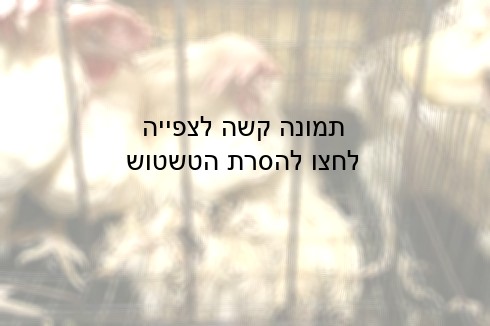 תרנגולות חיות על תרנגולת מתה בלול ווגמנס