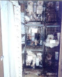 כלבים כלואים בבית גידול