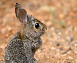 ארנבון בסביבתו הטבעית