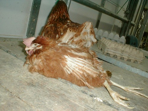 נטישה ממוסדת בתעשיית הביצים: תרנגולות גוססות שנאספו מתוך הכלובים והונחו לצד תרנגולות מתות, ללא טיפול....