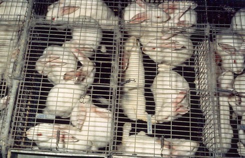 כלובי פיטום טיפוסיים לארנבונים עד גיל 11 שבועות בקירוב