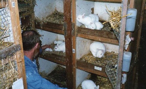 זיהום בלתי נמנע: כלובים עם קרקע קשיחה ומצע קש