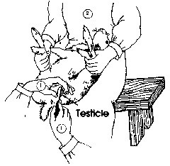 איור הסבר סירוס ארנבון זכר צעיר . מתוך ספר ההדרכה מאת Lebas ואחרים (בהוצאת FAO), פרק 7.