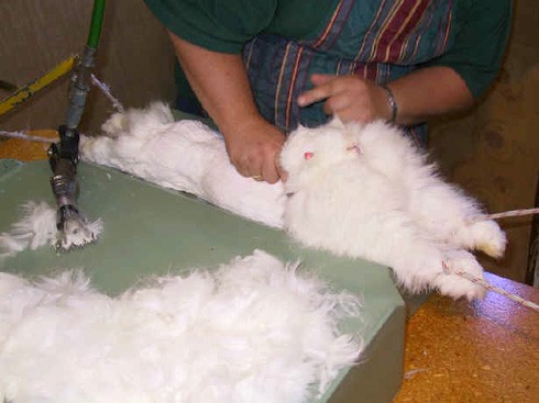 גז ארנבון אנגורה בניו זילנד. הריסון האגרסיבי איננו חלק מייעול תעשייתי: המדובר במשק הפתוח לתיירים...