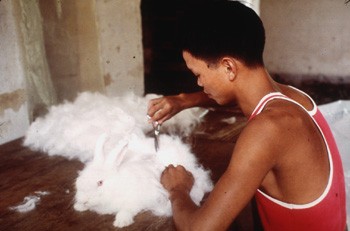 גז ארנבון אנגורה בסין (FAO)