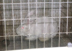 ארנבון אנגורה בכלוב חשוף לאחר הגז 