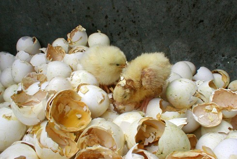 אפרוחים שננטשו למות במכולת אשפה, במדגרת פאלק, פתח-תקווה, 7.10.2001. המדגרה מייצרת אפרוחות לתעשיית הביצים...