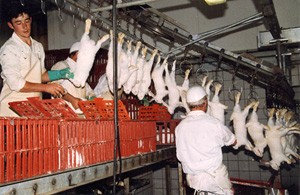 הרג מתועש של ארנבונים: שלושה פועלים תולים את הארנבונים ורביעי שוחט אותם 