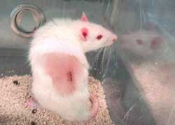 בעלי-חיים בניסויים