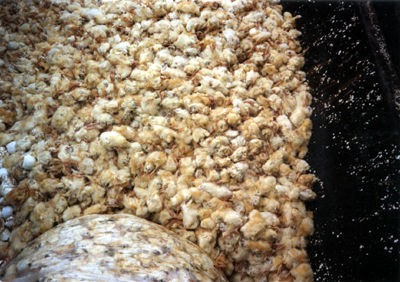 אפרוחים מתעשיית הבשר שננטשו למות במכולת אשפה. ככל הנראה אלה הם אפרוחים פגומים לאחר מיון. 