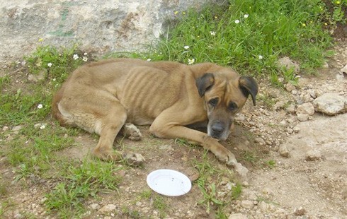 כלב נטוש, זקן, רזה מאוד ותשוש, נמצא על-ידי מטייל ביער בן שמן וחולץ על-ידי תנו לחיות לחיות. משנכנס התיקון...