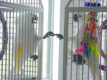 תוכיי קקדו בשבי: קשה ביותר לספק לחיות אינטליגנטיות וחברותיות תנאים סבירים בשבי,  וזו כשלעצמה סיבה מספקת...