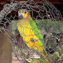 תוכים רבים שנלכדו בטבע מוחזקים ברשתות מאולתרות (מתוך דו ח Nicole Duplaix)