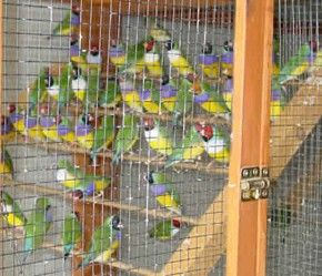 צפיפות גדולה בכלוב אצל מגדל מסחרי – בתוך פרסומת לקניית פינקים