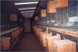 לול לתוכים במדינת וושינגטון (TheAngryParrot.com)