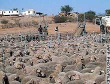 נמל פורטלנד, לפני העמסת הכבשים לאונייה למטרת משלוח