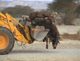 גופות עגלים מועברות מתחנת ההסגר בצופר לקבר אחים. צילום: יומן חייתי, 14.11.2006. מקור: תנו לחיות לחיות.