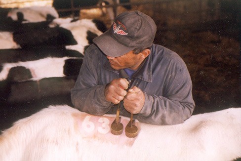 פרקטיקה שלא עמדה למשפט: צריבת מספר. הכווייה הקרה מכאיבה לא פחות מכוויה בברזל מלובן. 