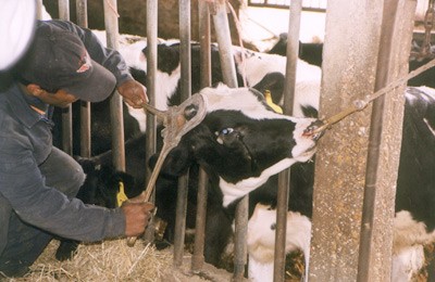 גדיעת קרן: ניתוח קשה ללא הרדמה