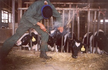 עקירת ניצני הקרניים באמצעות מכשיר מתכת מלובן: העגלות רואות מקרוב מהו הגורל המצפה להן