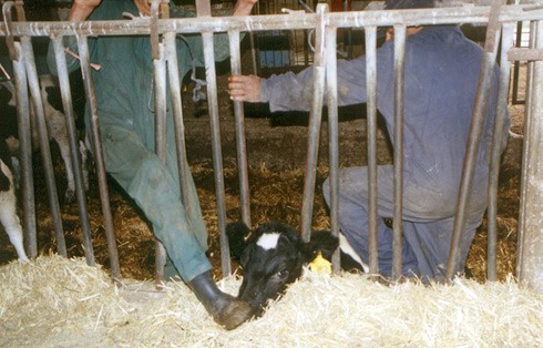 ריסון עגלה בעזרת דריכה על ראשה: העובדים לא טורחים להשתמש בידיים