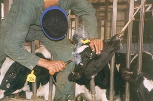 ברזל מלובן לתוך הראש: עקירת ניצני הקרניים, מבט מקרוב