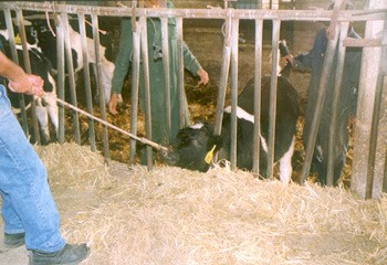 הפעלת כוח על עגלה משלושה כיוונים: משיכה עזה באף, מוטות ברזל על הצוואר ועיקום הזנב.