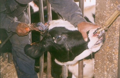 לאחר גדיעת הקרן – ברזל מלובן על הפצע המדמם