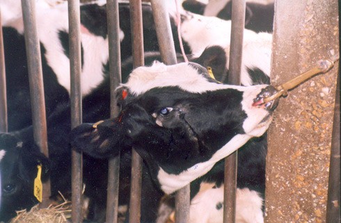 לאחר גדיעת הקרן – הפצע המדמם