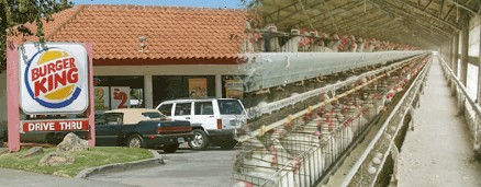 רשת ברגר קינג יזמה כמה רפורמות משמעותיות בתעשיית הביצים האמריקאית.  אולם הרוב המכריע של הביצים הנמכרות...