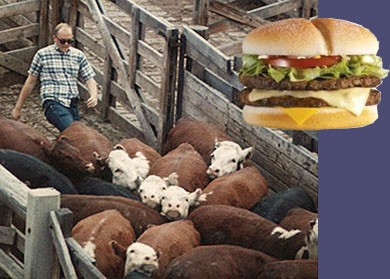 המבורגר מבשר נשאר המבורגר מבשר, גם לאחר היוזמות המתקדות ביותר בתחום. (צילום: PETA)