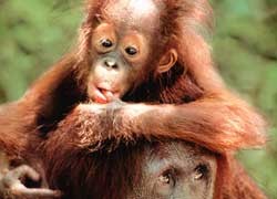 קופי על גדולים כגון שימפנזה, גורילה ועוד הוכרו חוקית בבריטניה ואוסטרליה כבעלי זכות בסיסית להמנע מסבל...