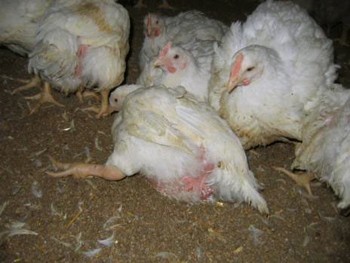 תרנגולים בלול המספק בשר עבור KFC, גרמניה 