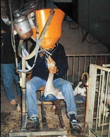 מכונה לפיטום אווזים בפעולה