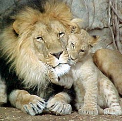 אריה עם גור: אל לנו לשכוח שהאריה אינו אב רע לגורי עצמו. הוא סובלני ביחסו לגורים בלהקה, גם אם אינו בטוח שהם...