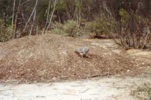 ליפואה עיננית (mallee foel) – הזכר בונה תל ענק עם חומר אורגני תוסס ומדגיר בתוכו את הביצים, תוך ויסות מתמיד של...