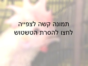 כריתת מקור עמוקה – אחת מהפרקטיקות שאסרה מקדונלד'ס בקרב ספקי הביצים שלה. הותר קיטום קצה המקור בלבד. 